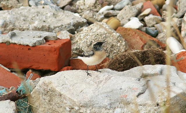 Male Pied Wheatear,Middle Camp,Spurn,East Yorkshire.