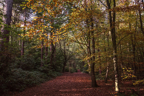 trees wood woodland howellwood leaves leaf fall sun sunlight dappled light shadow autumn autumnal nature naturalhistory landscape bark branches bough branchlet sky reccession nikon nikond810 raw