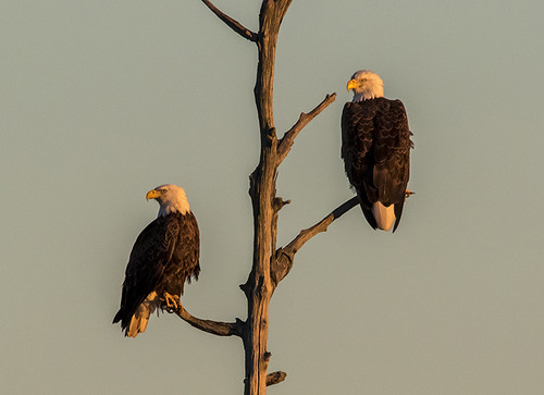 blackwaternationalwildliferefuge chesapeakebay delmarva maryland animals baldeagles eagles wildlife