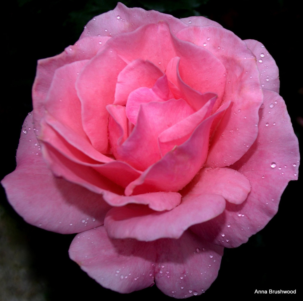 Pink Rose on a rainy day... - a photo on Flickriver