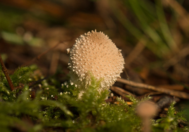 Mushrooms & Fungi, Thetford Forest, England