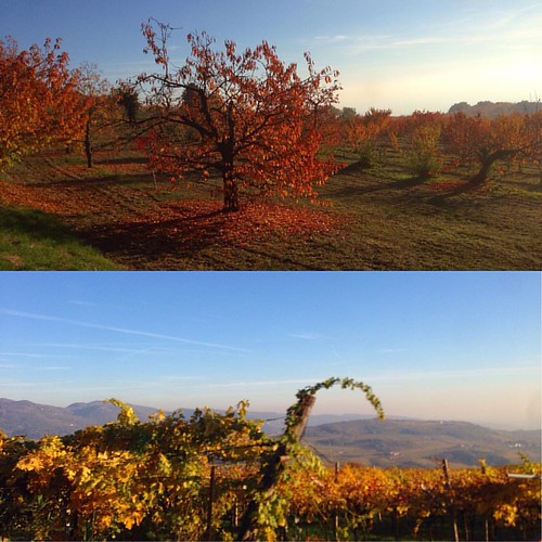 autunno in lessinia by chpaola, square squareformat iphoneography instagramapp uploaded:by=instagram