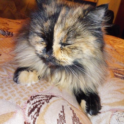 🐱🐱🐱🐱🐱🐱🐱🐱🐱 КОШКА .  Мотя) . #vova_viski_cola #Хроники_Сетевиков  #СуперГерои⚡️ #Elisey_Electro_Crew ⚡️ #Бизнес 💰 #NL_int 🌐 #EnergyDiet 🍌 . #Россия  ✅#Москва : | by vova.viski.cola