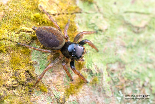 Jumping spider (Kalcerrytus sp.) - DSC_0918
