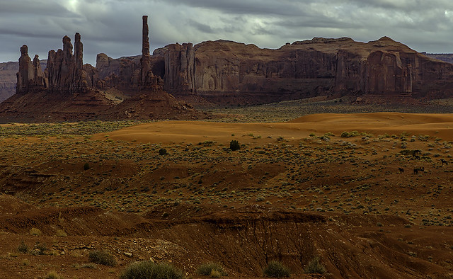 Mustangs in the Canyon: Monument Valley