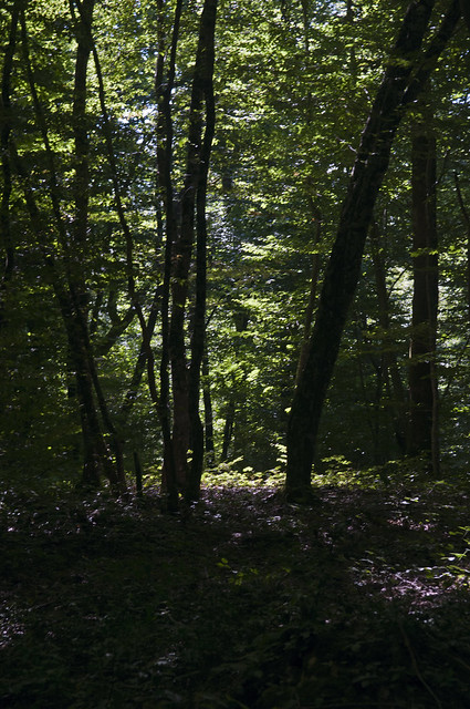 Marcilly la guerce, Frankrijk, Bourgondië, Charollais, In het bos