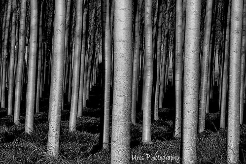Poplars at Arsa- IT by Uros P.hotography, trip travel autumn winter light sunset sky italy panorama snow black cold color tree fall texture to