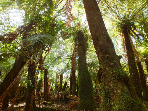 australia tasmania bay fires tree forest fern dana iwachow fuji finepix hs20 exr honeymoon libanky