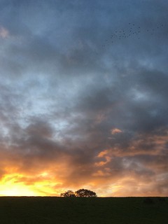 Lapwings at dawn.