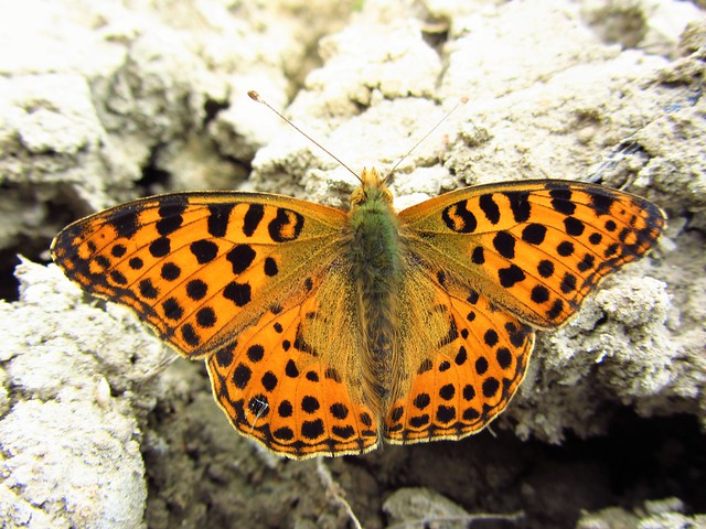 Butterfly 681