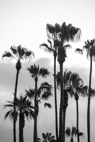 Laguna Beach Palm Trees in Black and White | m01229 | Flickr