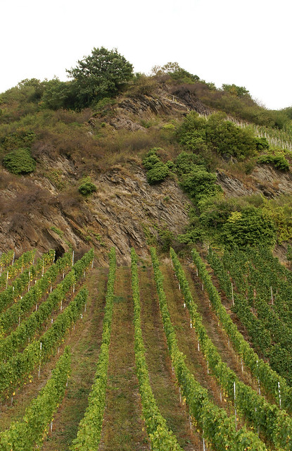 Neumagen-Dhron, Weinberg (vineyard)