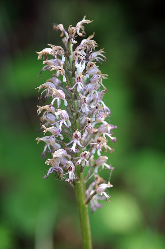 20150514-001F | Affen-Knabenkraut (Orchis simia), verblüht. Gardasee, 14.05.2015