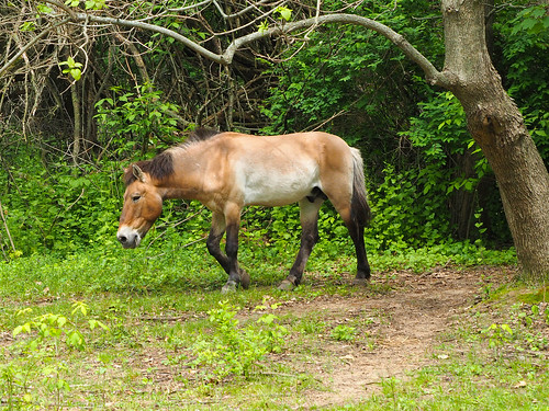 park wild horse zoo equine binder mongolian