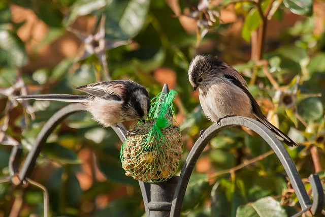 Nice to see the longtailed Tits back