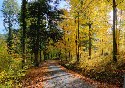 autumn forest germany deutschland herbst wald farbe pforzheim würm badenwürttemberg württemberg würmtal badliebenzell herbstfärbung