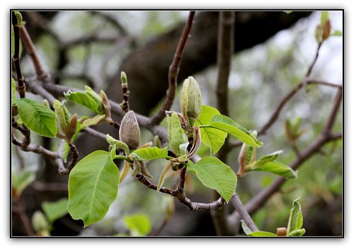 Magnolia acuminata 'Acci' - magnolia à feuilles acuminées 22601755845_a364c76049