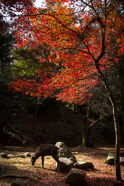 Deer & Autumn Colors