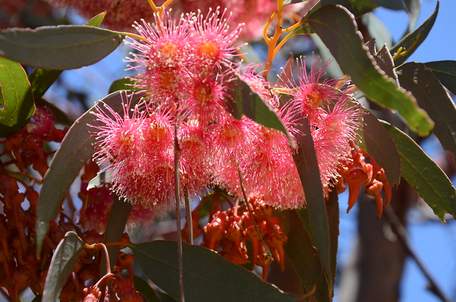 DSC_3745 Eucalyptus torquata, roadside planting, nr Sanderston, South Australia