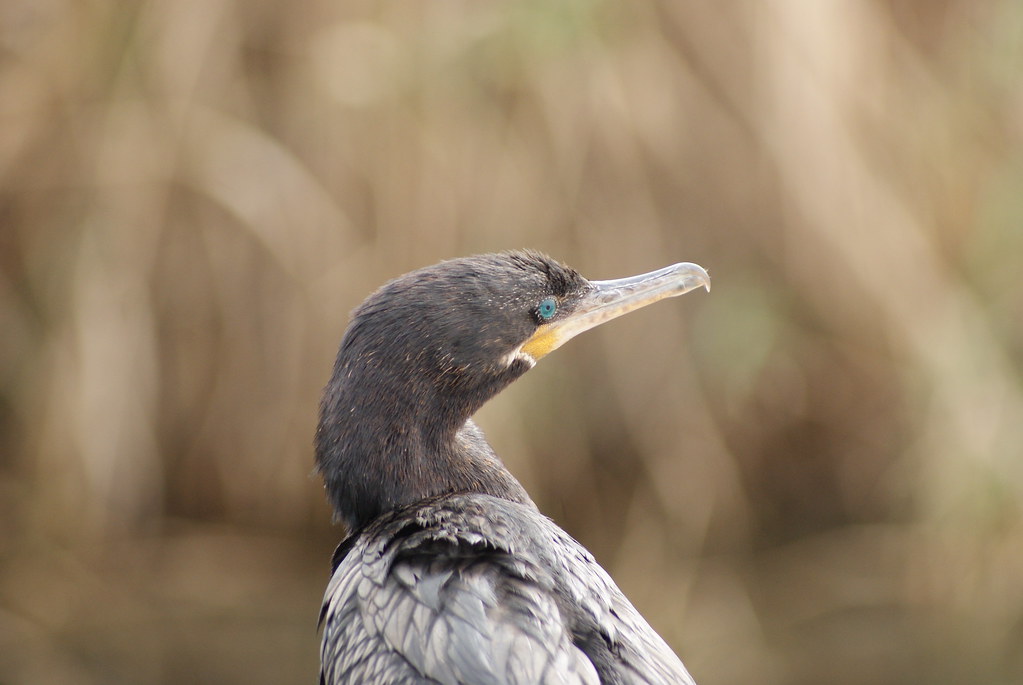 Neotropic Cormorant Anahuc NWR 11-15
