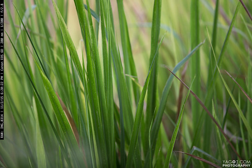 ecuador green grass