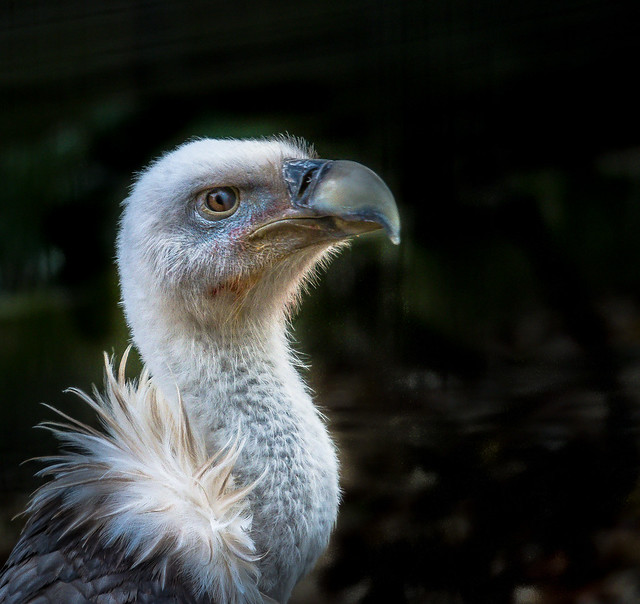 An african vulture at the Hawk Conservancy Near andover