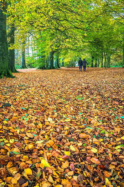 A couple stroll through the beech leaves in Leipzig Plantation  on Roundway Hill, Wiltshire