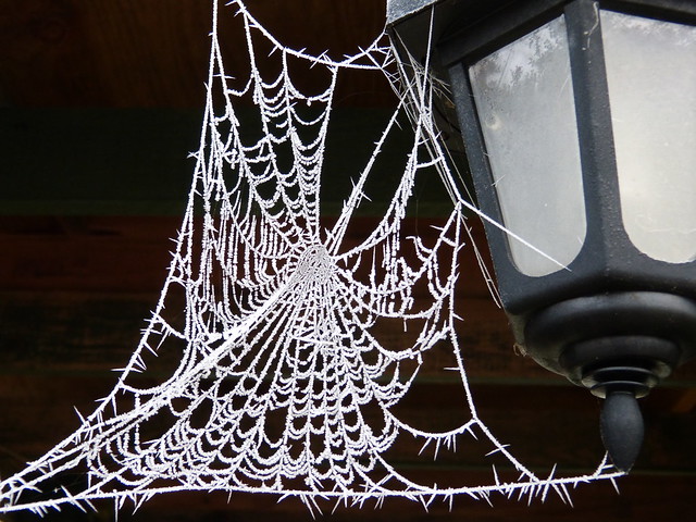 frosty spiders web