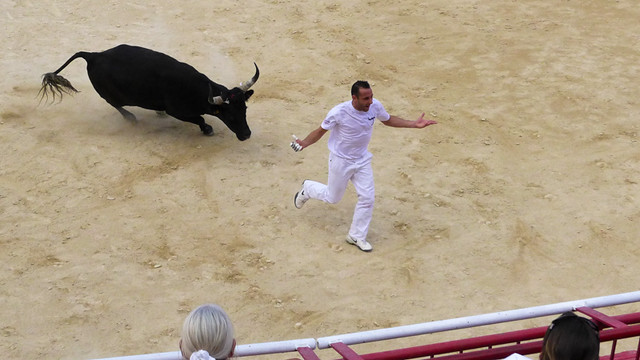 Castries augustus 2015 stierengevecht