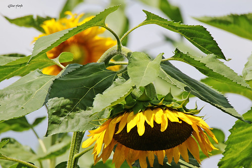 Sunflowers. | by Gillian Floyd Photography