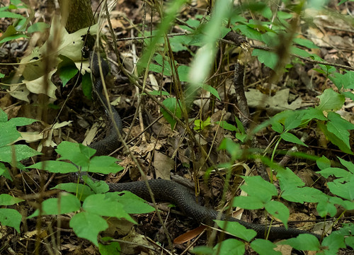 lake green louisiana unitedstates snake swamp poisonivy saintlandry
