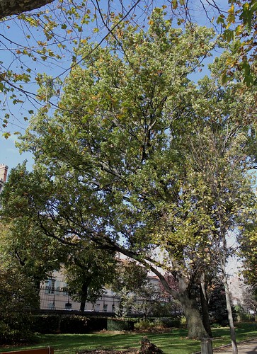Quercus pedonculatus - chêne pédonculé 22600212195_0e619cc930