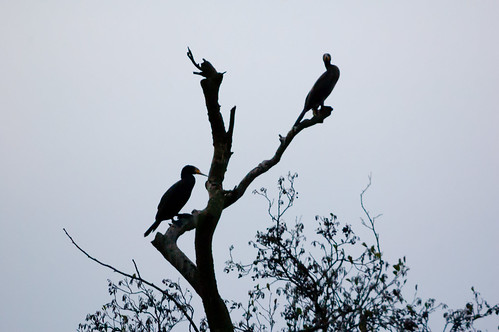 Pecking order: two cormorants