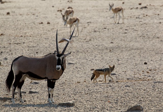 Oryx/Chacal