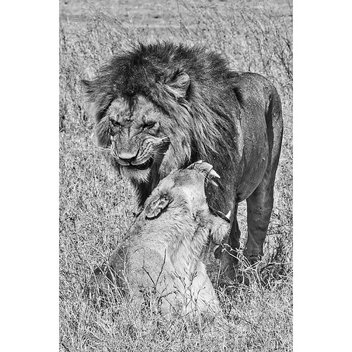 It's lion week at Visual Adventures. This photograph is of a mating pair of lions in Ngorongoro Crater, Tanzania. Lions mate at any time during the year and when a female is in heat, she might mate with a male 20 to 40 times per day! The act can often be | by Visual Adventures