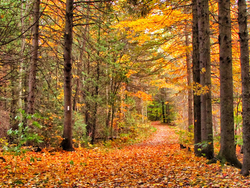 autumn ontario path