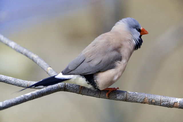 Shaft-Tailed Finch