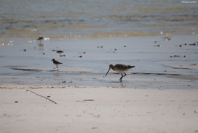 Grand' Anse, Praslin : oiseaux en quête de leur pitance