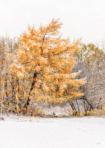 norway tree colors landscape nikon winter nature snow vikhammer sã¸rtrã¸ndelag no highkey