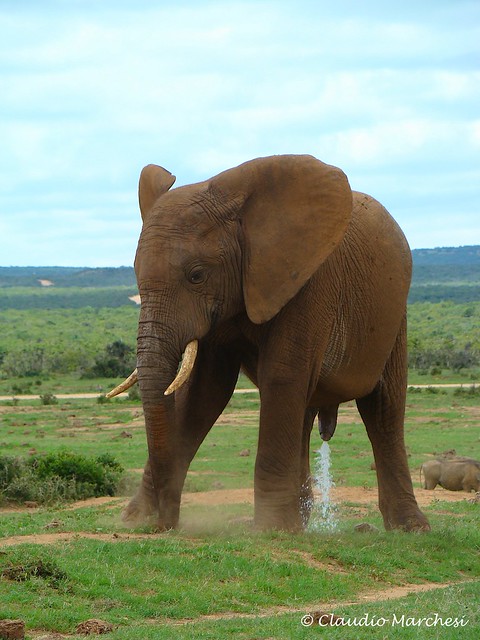 Some water for the grass . Addo N.P.