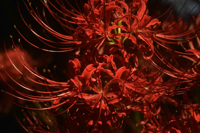 RED Spider Lilies