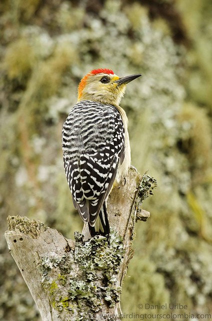 Red-crowned Woodpecker (male) / Melanerpes rubricapillus / Carpintero Habado (macho)