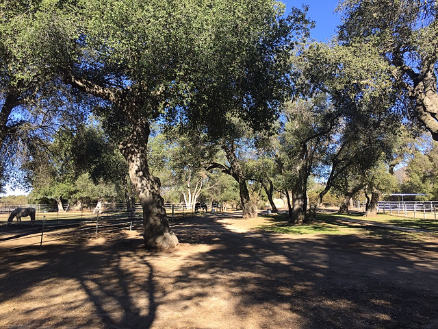 Rancho de los Robles - Oak Trees & Paddocks