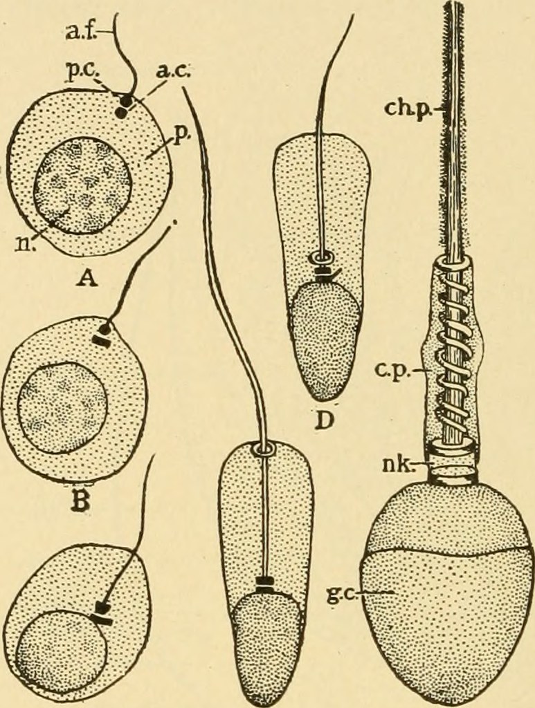 Image from page 451 of "Comparative anatomy" (1936) | Flickr