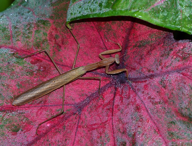 Praying Mantis on a Leaf with Dew