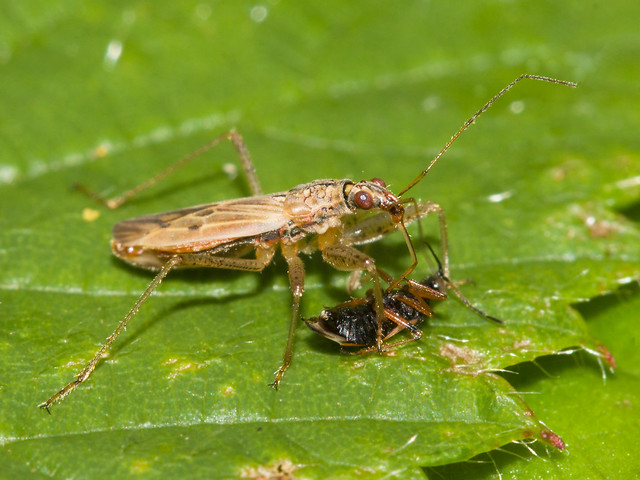 Nabis cf. rugosus (Common damselbug)