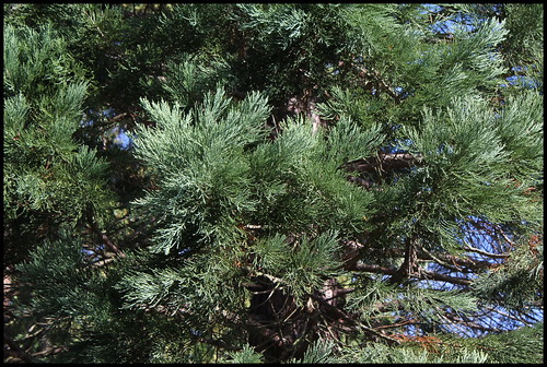 Sequoiadendron giganteum - séquoia géant 21972391404_0bb4d5c773