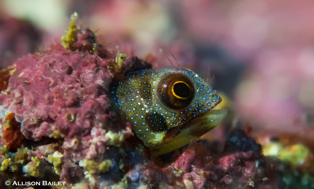 Mexican barnacle blenny (Acanthemblemaria macrospilus)
