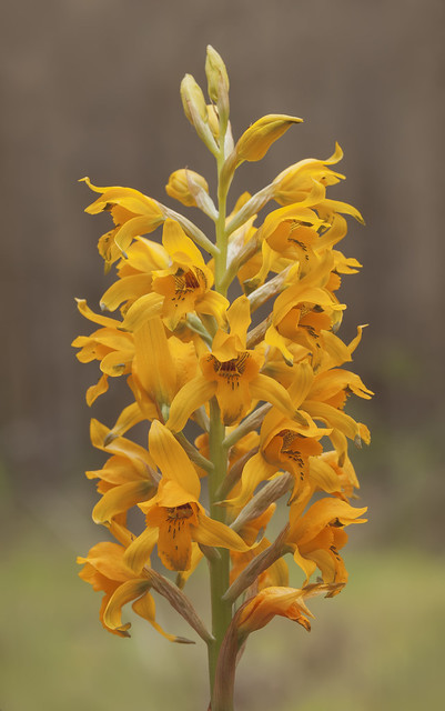 Orquídea (Chloraea gavilu)