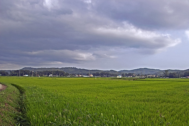 Korean Rural Farmland Scenery